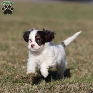 Gumdrop, Cavapoo Puppy